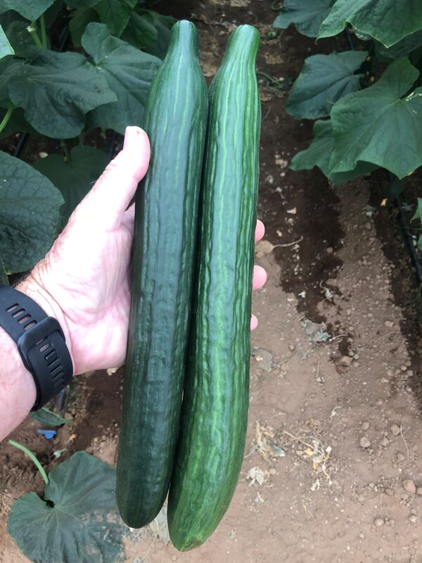 Aegeas cucumber shown in the Syngenta variety image