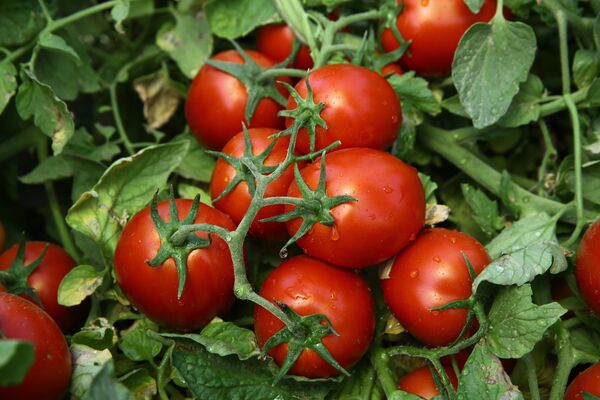 Chibli tomatoes in the Syngenta variety image