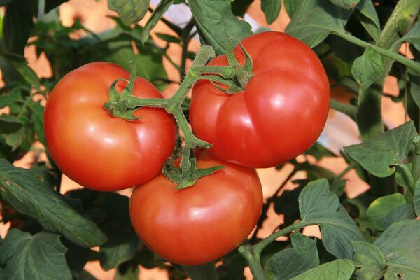 Dylla tomato variety in a Syngenta supplier photograph