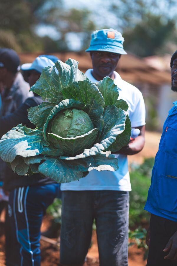 Fabiola cabbage at a Syngenta field event in Zambia