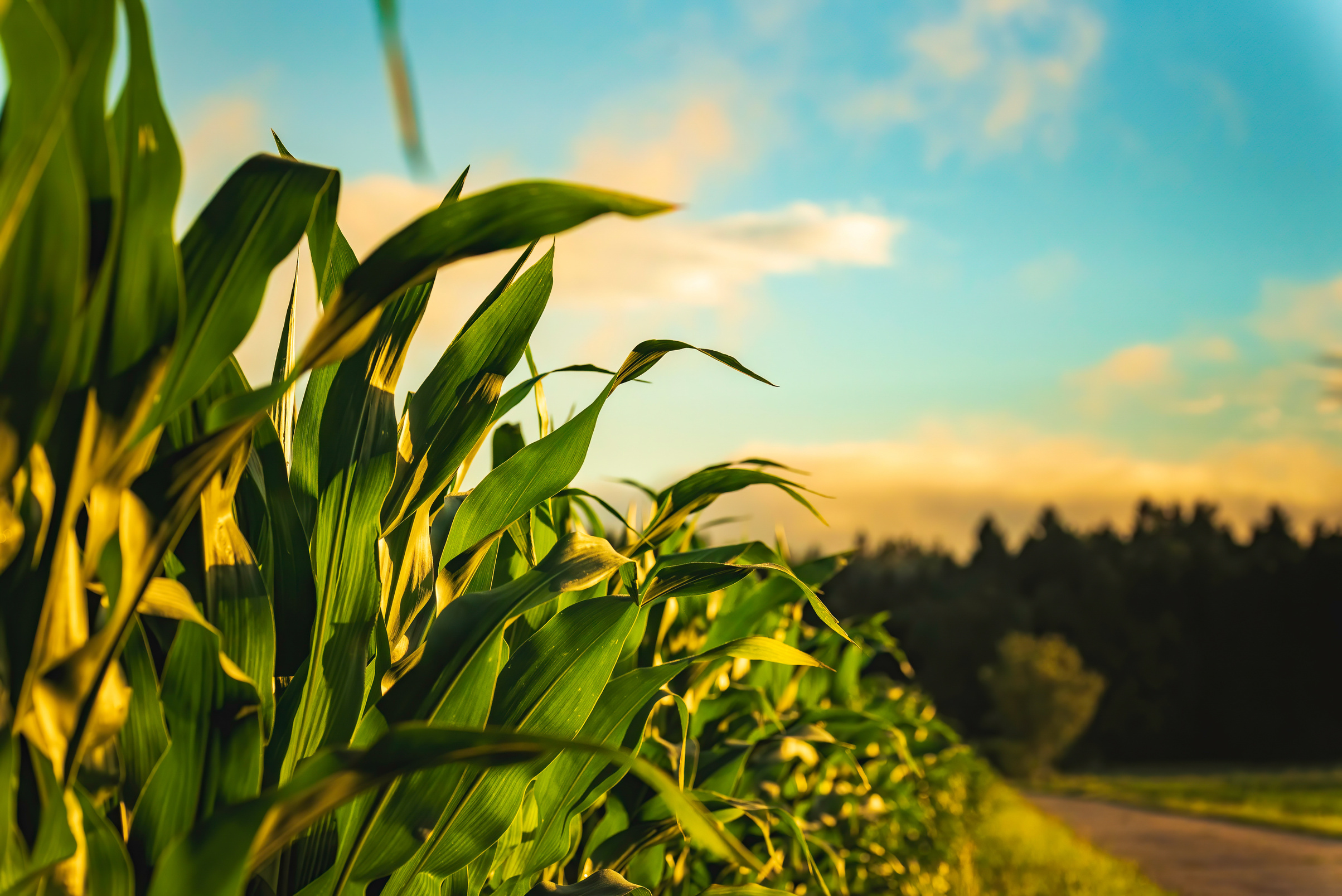 Maize crop featured in Intaba’s original brand guide
