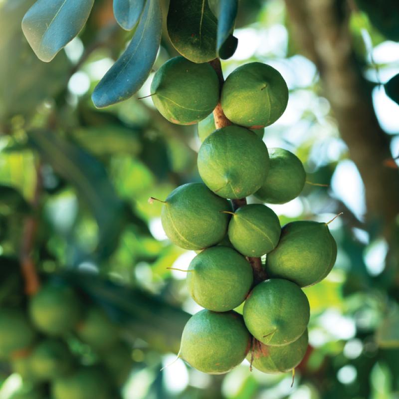 Macadamia crop image used on the Andermatt Africa V12 Multi resource